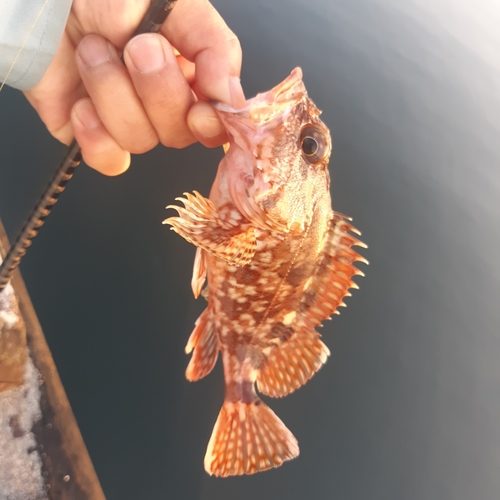 カサゴの釣果