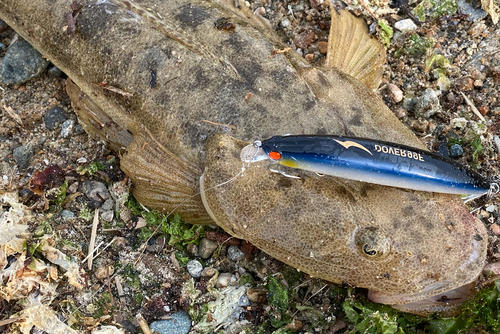 マゴチの釣果