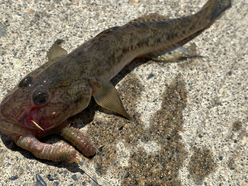 ハゼの釣果