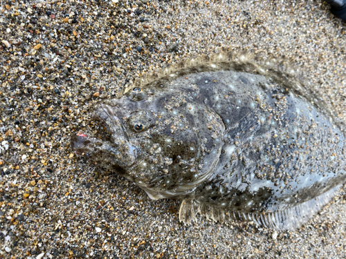 ヒラメの釣果