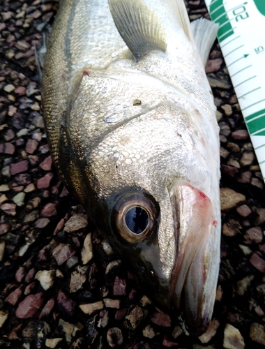 シーバスの釣果