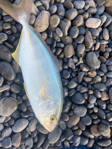 シマアジの釣果