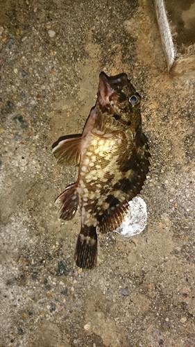 カサゴの釣果