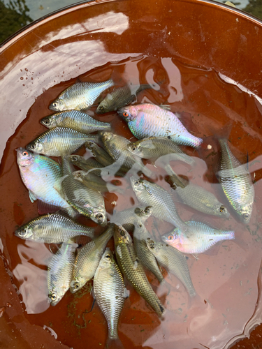 タナゴの釣果