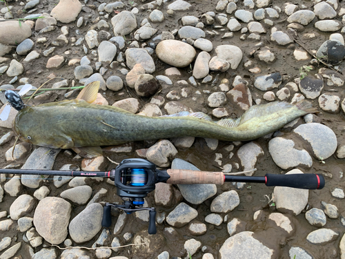 ナマズの釣果