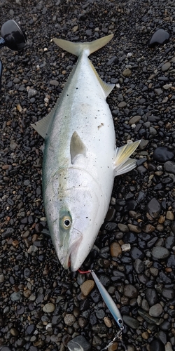 ワラサの釣果