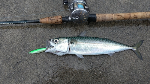 サバの釣果