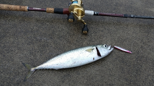 サバの釣果