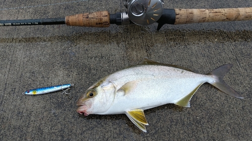 ショゴの釣果