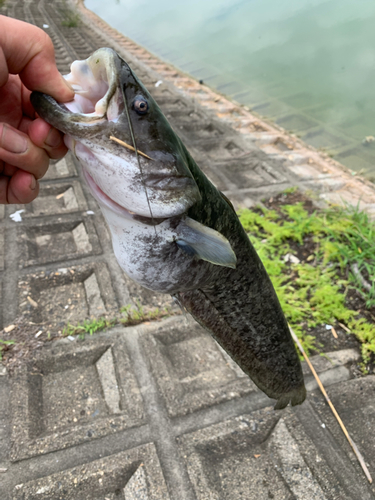 ナマズの釣果