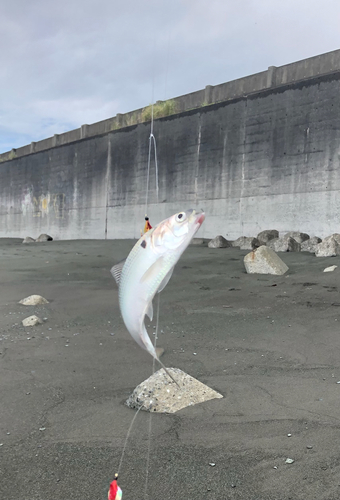 コノシロの釣果