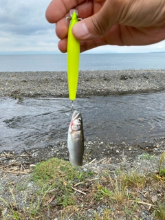 コアユの釣果