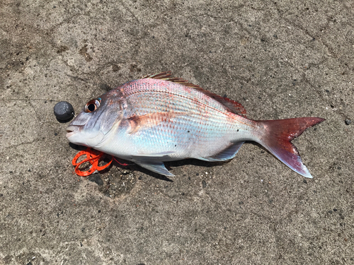 マダイの釣果