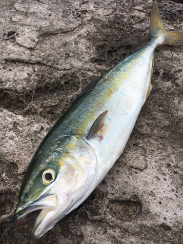 ツバスの釣果