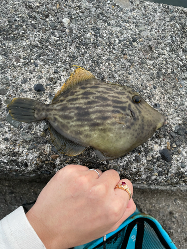 カワハギの釣果