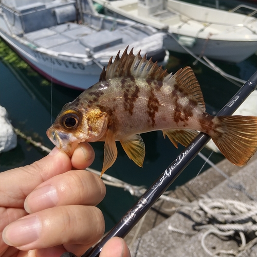 シロメバルの釣果