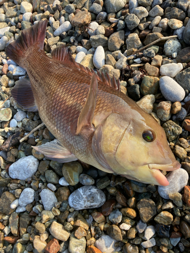 コブダイの釣果