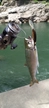 アマゴの釣果