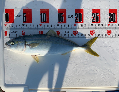 ワカシの釣果