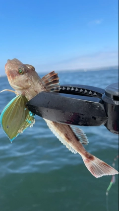 ホウボウの釣果