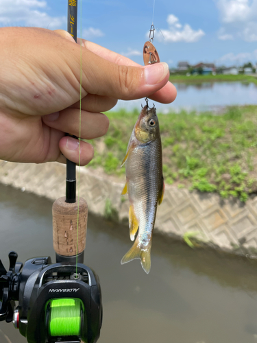 カワムツの釣果