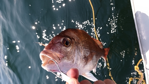 マダイの釣果