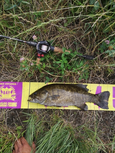 スモールマウスバスの釣果