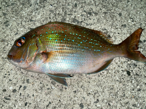 タイの釣果