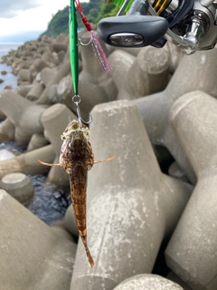 アナハゼの釣果