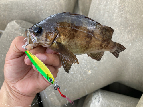 クロメバルの釣果