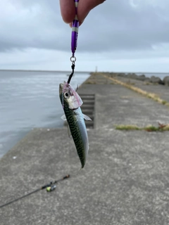 サバの釣果