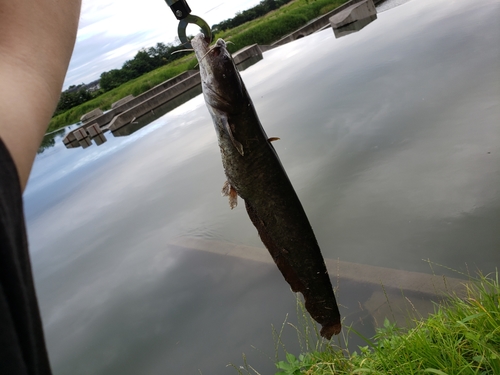 ナマズの釣果