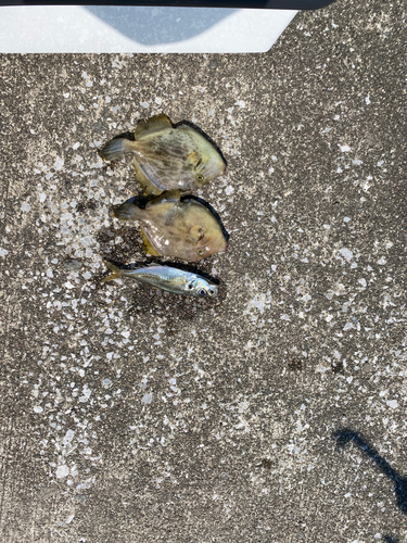 カワサバの釣果