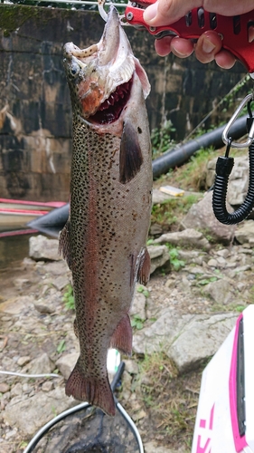 ニジマスの釣果