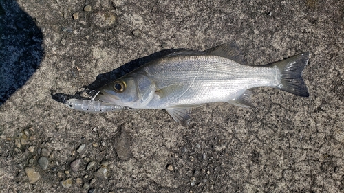 セイゴ（ヒラスズキ）の釣果