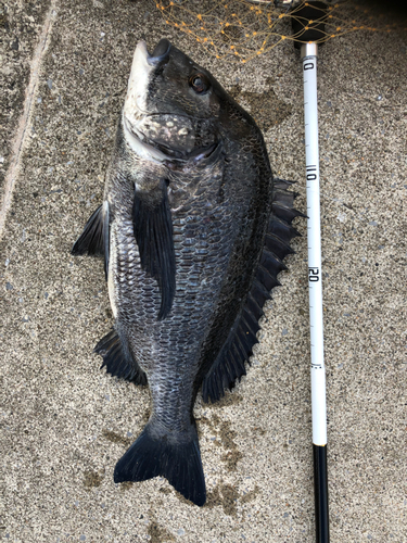 クロダイの釣果