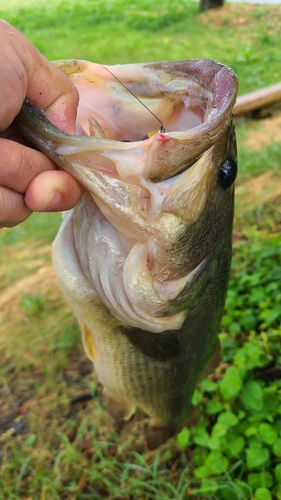 ラージマウスバスの釣果