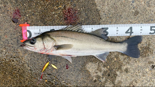 セイゴ（ヒラスズキ）の釣果