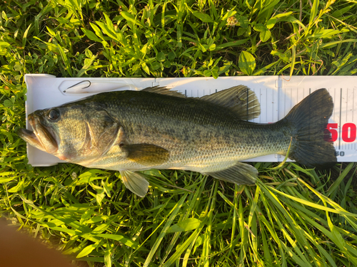 ブラックバスの釣果