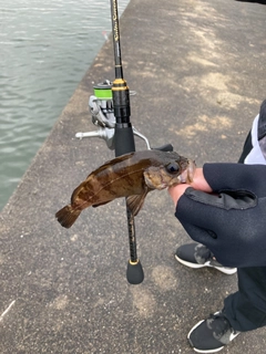 クロメバルの釣果