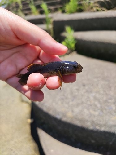 ヌマチチブの釣果