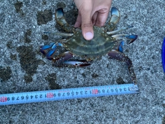ワタリガニの釣果