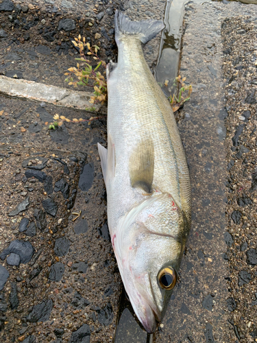 セイゴ（マルスズキ）の釣果