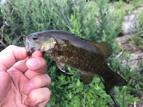 スモールマウスバスの釣果