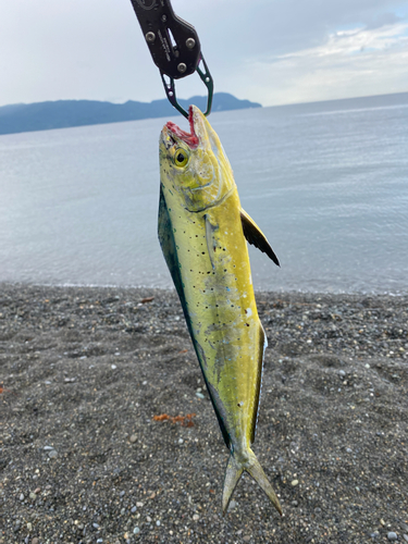 シイラの釣果