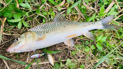 ニゴイの釣果