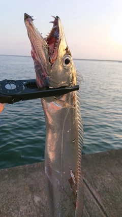 タチウオの釣果