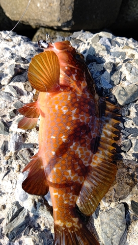 アコウの釣果