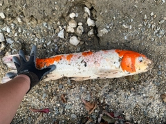 コイの釣果