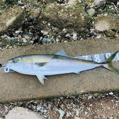 ブリの釣果